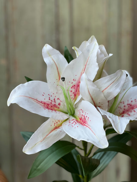 star gazer lily white Eden Lily Spray | 40" | Blanca