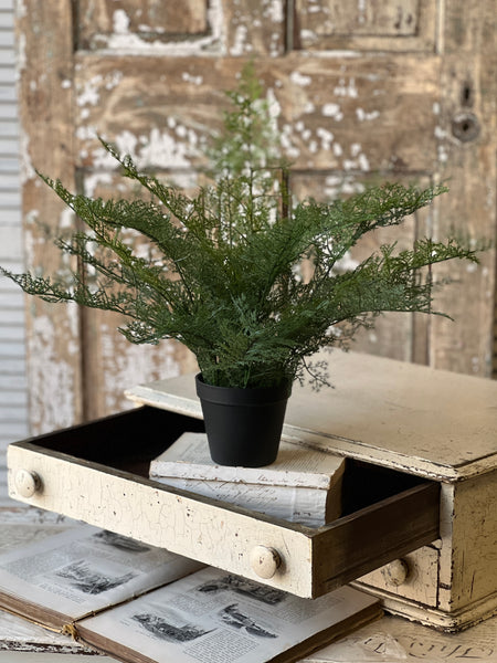 Fieldstone Potted Fern | 20" | NOT CURRENTLY IN STOCK - ETA December