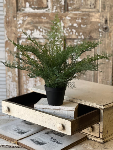Fieldstone Potted Fern | 20" | NOT CURRENTLY IN STOCK - ETA December