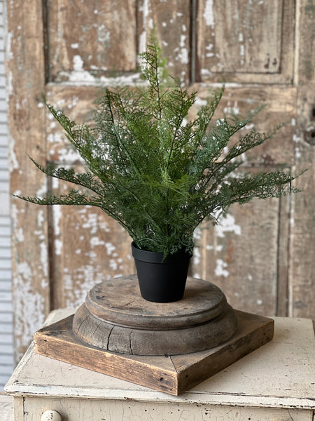 Fieldstone Potted Fern | 20" | NOT CURRENTLY IN STOCK - ETA December