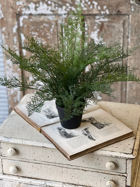 Fieldstone Potted Fern | 20" | NOT CURRENTLY IN STOCK - ETA December