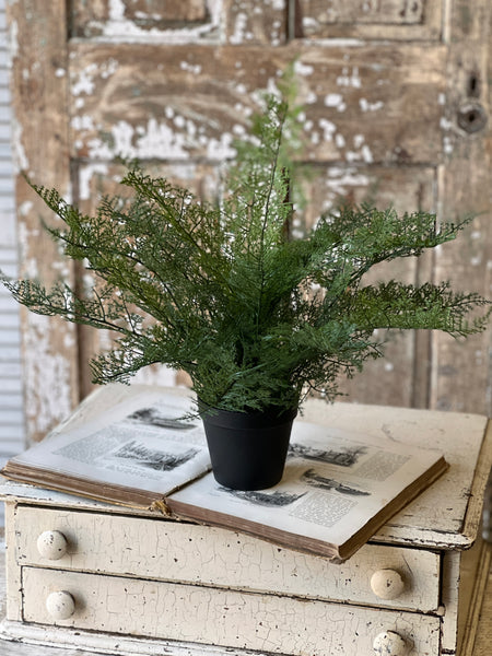Fieldstone Potted Fern | 20" | NOT CURRENTLY IN STOCK - ETA December