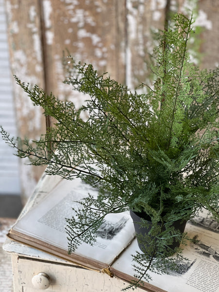 Fieldstone Potted Fern | 20" | NOT CURRENTLY IN STOCK - ETA December
