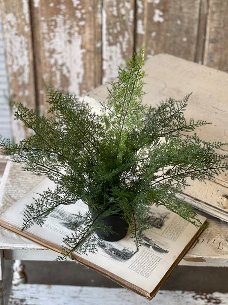 Fieldstone Potted Fern | 20" | NOT CURRENTLY IN STOCK - ETA December