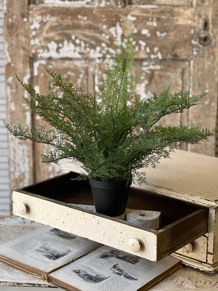 Fieldstone Potted Fern | 20" | NOT CURRENTLY IN STOCK - ETA December