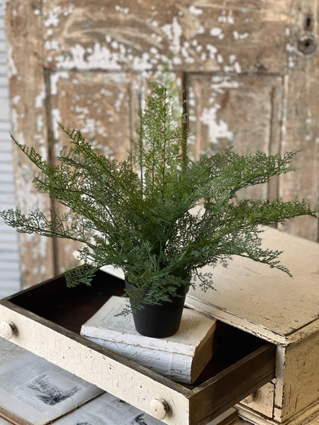 Fieldstone Potted Fern | 20" | NOT CURRENTLY IN STOCK - ETA December
