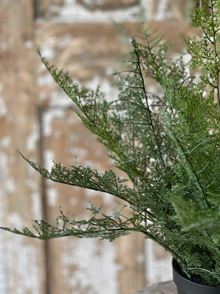 Fieldstone Potted Fern | 20" | NOT CURRENTLY IN STOCK - ETA December