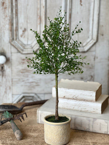 Yardley Topiary | 23" | NOT CURRENTLY IN STOCK - ETA December