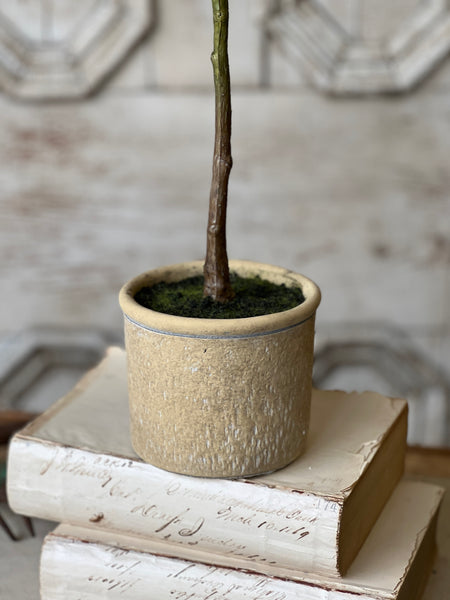 Yardley Topiary | 23" | NOT CURRENTLY IN STOCK - ETA December