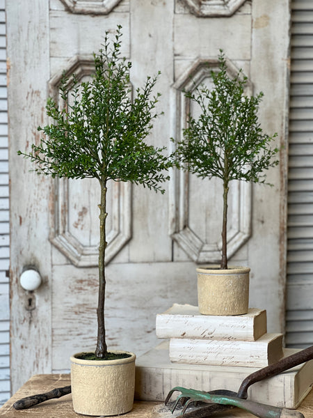 Yardley Topiary | 32" | NOT CURRENTLY IN STOCK - ETA December