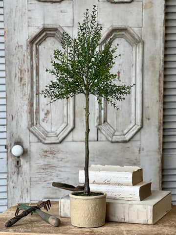 Yardley Topiary | 32" | NOT CURRENTLY IN STOCK - ETA December