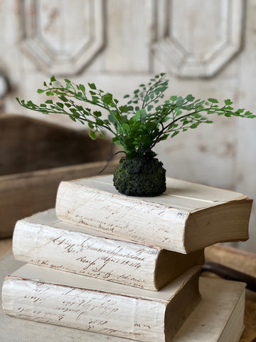 Hillsong Rooted Fern | 9" | Maiden | NOT CURRENTLY IN STOCK - ETA December