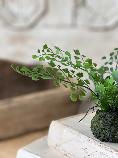 Hillsong Rooted Fern | 9" | Maiden | NOT CURRENTLY IN STOCK - ETA December