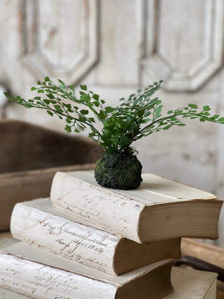 Hillsong Rooted Fern | 9" | Maiden | NOT CURRENTLY IN STOCK - ETA December