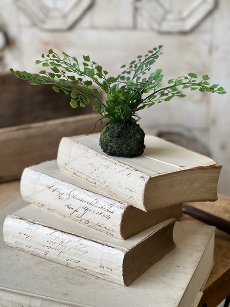 Hillsong Rooted Fern | 9" | Maiden | NOT CURRENTLY IN STOCK - ETA December