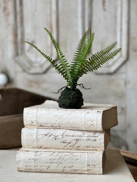 Hillsong Rooted Fern | 9" | Kimberly | NOT CURRENTLY IN STOCK - ETA December