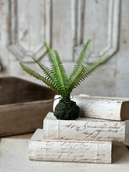 Hillsong Rooted Fern | 9" | Kimberly | NOT CURRENTLY IN STOCK - ETA December