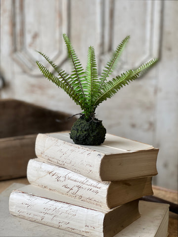 Hillsong Rooted Fern | 9" | Kimberly | NOT CURRENTLY IN STOCK - ETA December