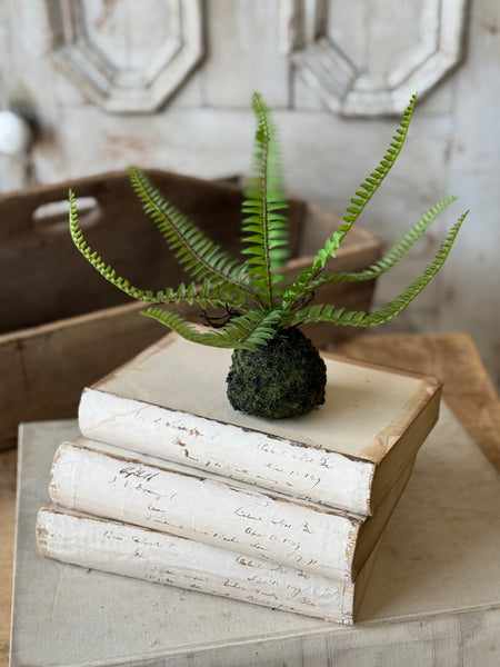 Hillsong Rooted Fern | 9