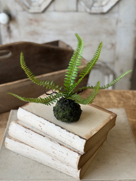 Hillsong Rooted Fern | 9