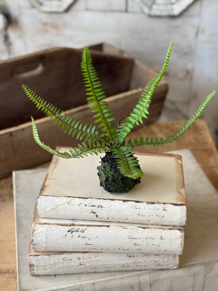 Hillsong Rooted Fern | 9