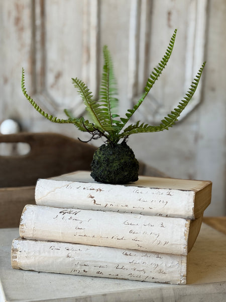 Hillsong Rooted Fern | 9