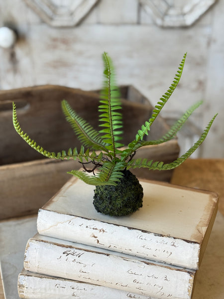 Hillsong Rooted Fern | 9