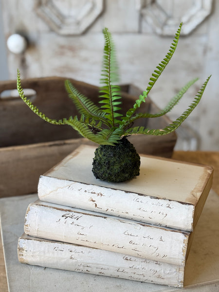 Hillsong Rooted Fern | 9