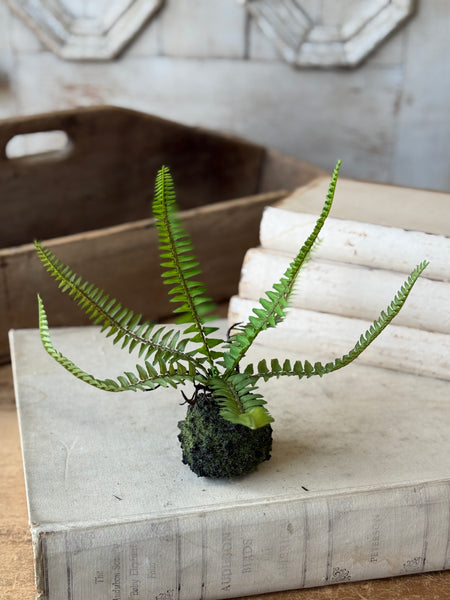 Hillsong Rooted Fern | 9