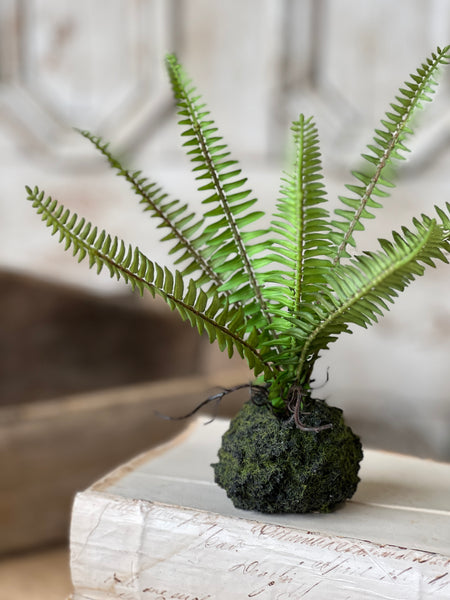 Hillsong Rooted Fern | 9" | Kimberly | NOT CURRENTLY IN STOCK - ETA December