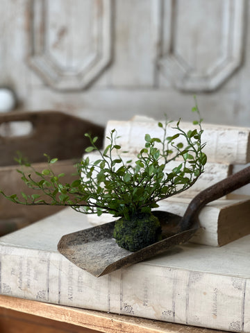 Hillsong Rooted Fern | 6.5" | Buttonleaf | NOT CURRENTLY IN STOCK - ETA December