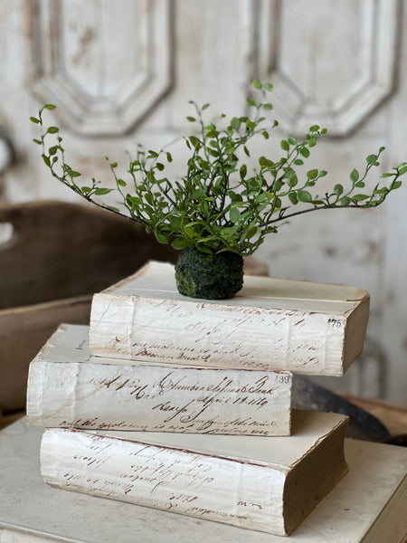 Hillsong Rooted Fern | 6.5" | Buttonleaf | NOT CURRENTLY IN STOCK - ETA December