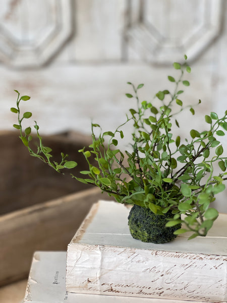 Hillsong Rooted Fern | 6.5" | Buttonleaf | NOT CURRENTLY IN STOCK - ETA December