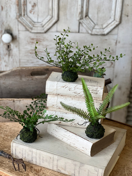 Hillsong Rooted Fern | 9" | Kimberly | NOT CURRENTLY IN STOCK - ETA December