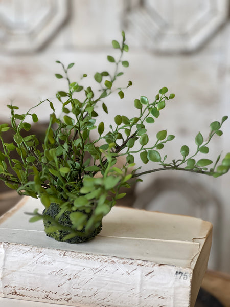 Hillsong Rooted Fern | 6.5" | Buttonleaf | NOT CURRENTLY IN STOCK - ETA December