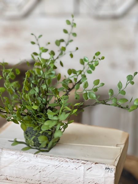 Hillsong Rooted Fern | 6.5" | Buttonleaf | NOT CURRENTLY IN STOCK - ETA December