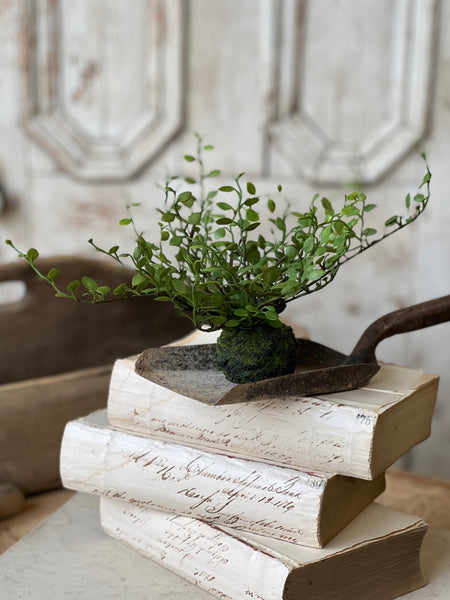 Hillsong Rooted Fern | 6.5" | Buttonleaf | NOT CURRENTLY IN STOCK - ETA December