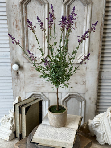 Genevive Lavender in Pot | 27" | NOT CURRENTLY IN STOCK-New For Spring 2027!