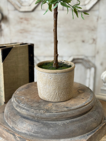 Genevive Lavender in Pot | 27" | NOT CURRENTLY IN STOCK-New For Spring 2027!