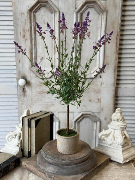 Genevive Lavender in Pot | 27" | NOT CURRENTLY IN STOCK-New For Spring 2027!