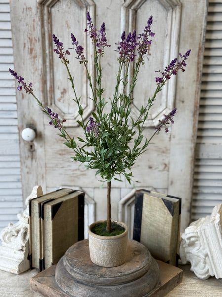 Genevive Lavender in Pot | 27" | NOT CURRENTLY IN STOCK-New For Spring 2027!