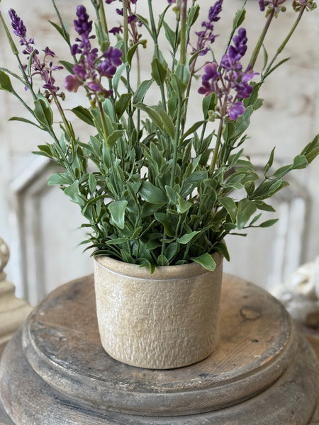 Genevive Lavender in Pot | 19" | NOT CURRENTLY IN STOCK-New For Spring 2027!