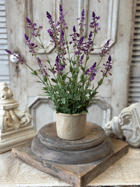 Genevive Lavender in Pot | 19" | NOT CURRENTLY IN STOCK-New For Spring 2027!