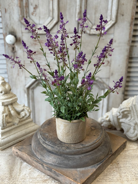 Genevive Lavender in Pot | 19" | NOT CURRENTLY IN STOCK-New For Spring 2027!
