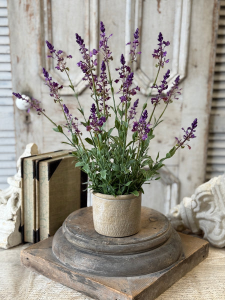 Genevive Lavender in Pot | 19" | NOT CURRENTLY IN STOCK-New For Spring 2027!