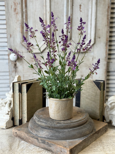 Genevive Lavender in Pot | 19" | NOT CURRENTLY IN STOCK-New For Spring 2027!