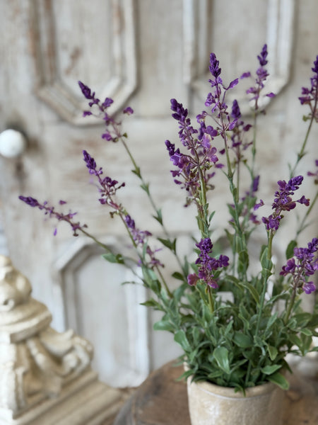 Genevive Lavender in Pot | 19" | NOT CURRENTLY IN STOCK-New For Spring 2027!