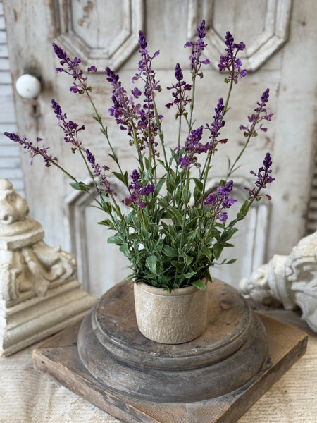 Genevive Lavender in Pot | 19" | NOT CURRENTLY IN STOCK-New For Spring 2027!