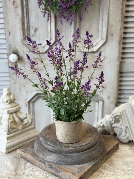 Genevive Lavender in Pot | 19" | NOT CURRENTLY IN STOCK-New For Spring 2027!