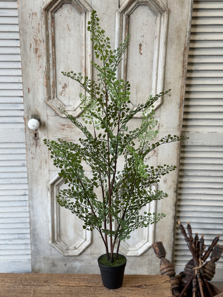 Green Maiden Fern in Pot | 36" | NOT CURRENTLY IN STOCK-New For Spring 2027!
